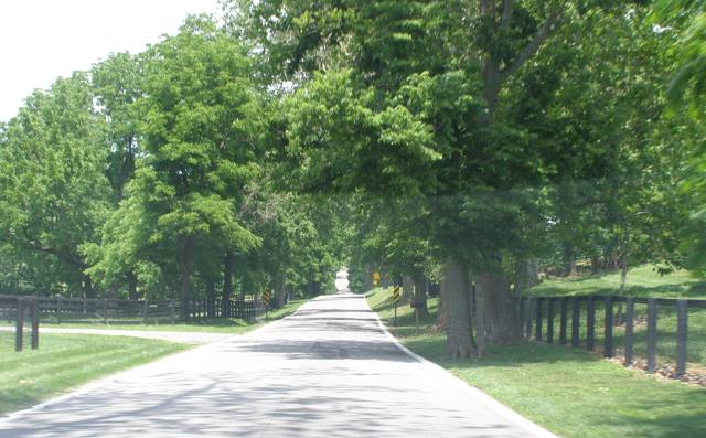 A tree-lined farm lane with board fences