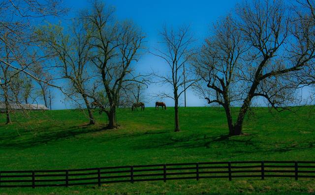 Two horses grazing under bare trees beside a black fence